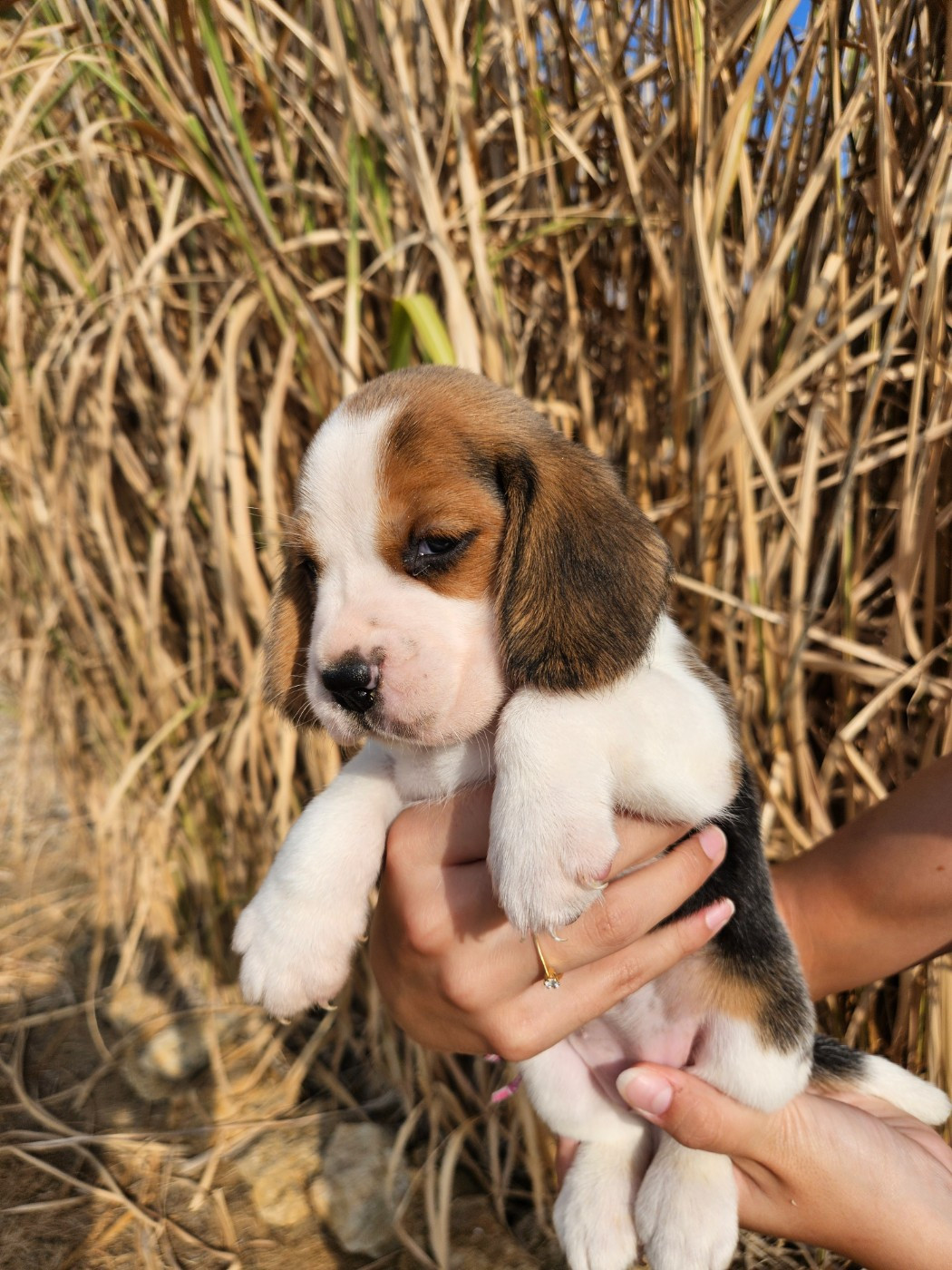 Des Courants De La Selle - Chiots disponibles - Beagle