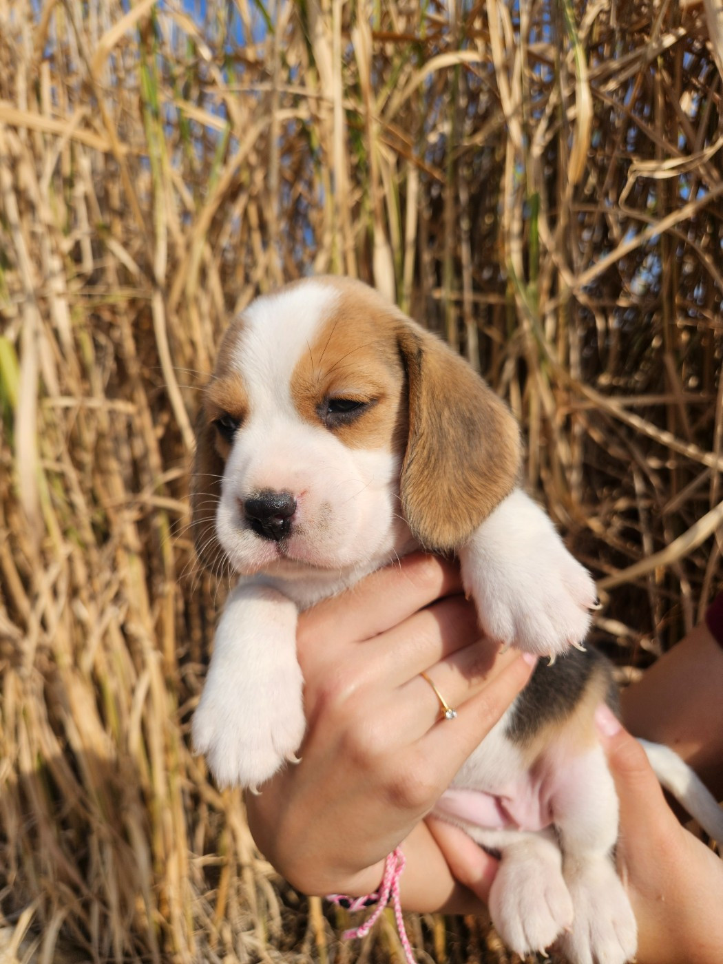 Des Courants De La Selle - Chiots disponibles - Beagle