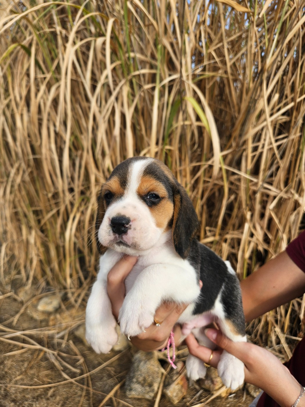 Des Courants De La Selle - Chiots disponibles - Beagle