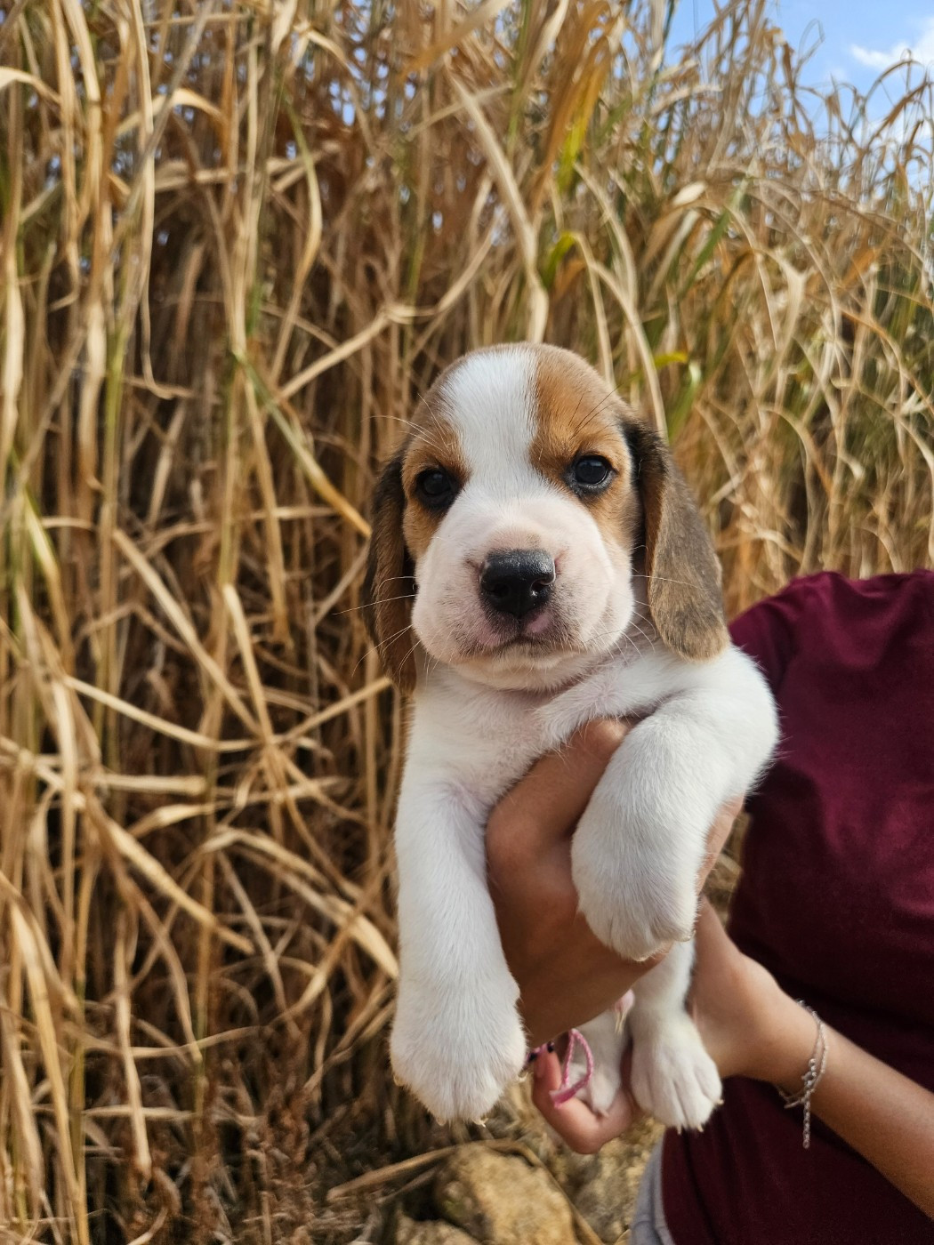 Des Courants De La Selle - Chiots disponibles - Beagle