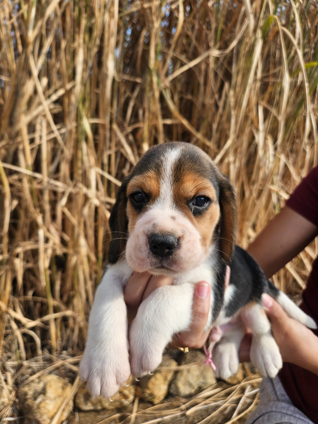 Des Courants De La Selle - Chiots disponibles - Beagle