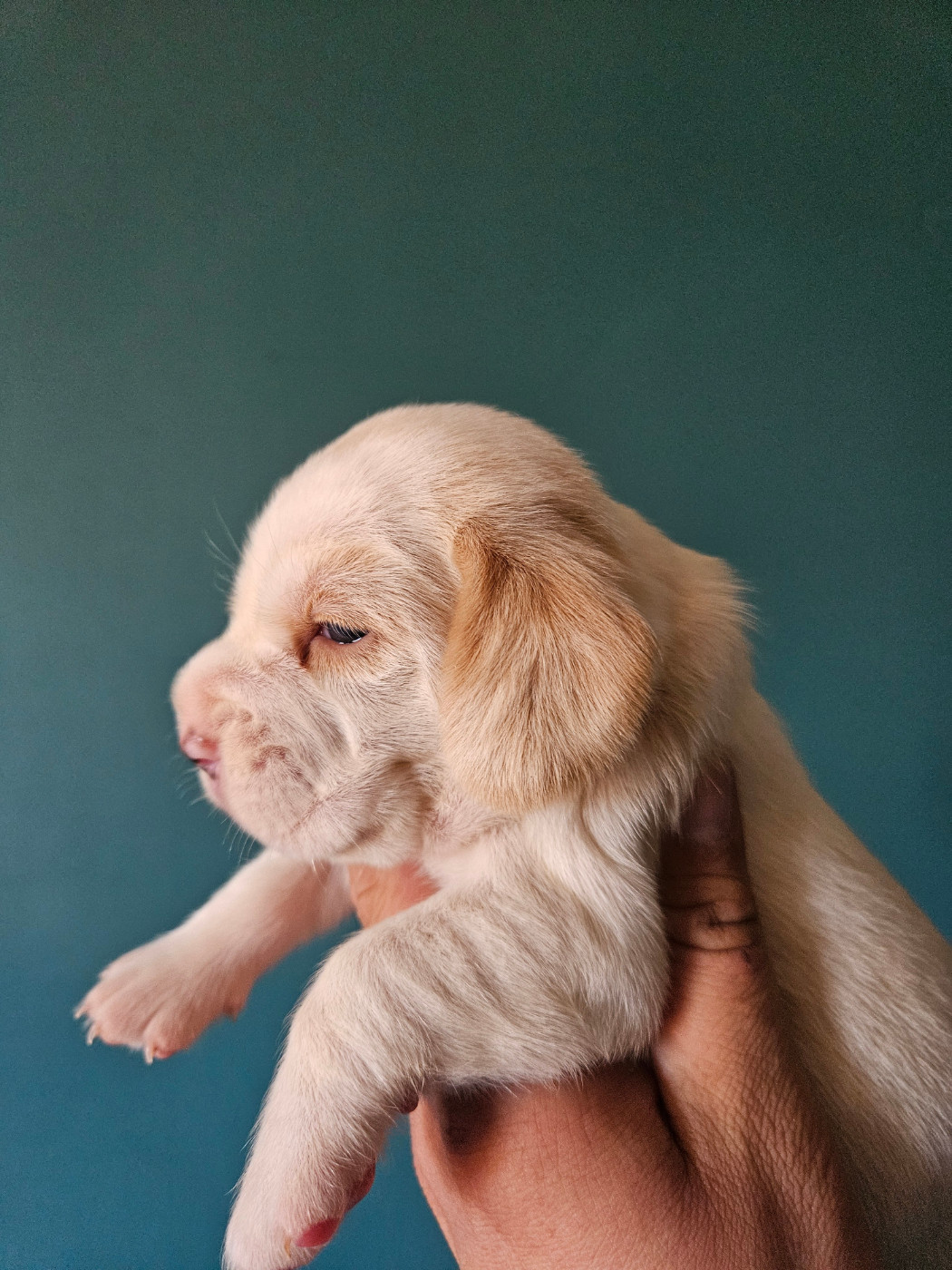 Des Courants De La Selle - Chiots disponibles - Beagle