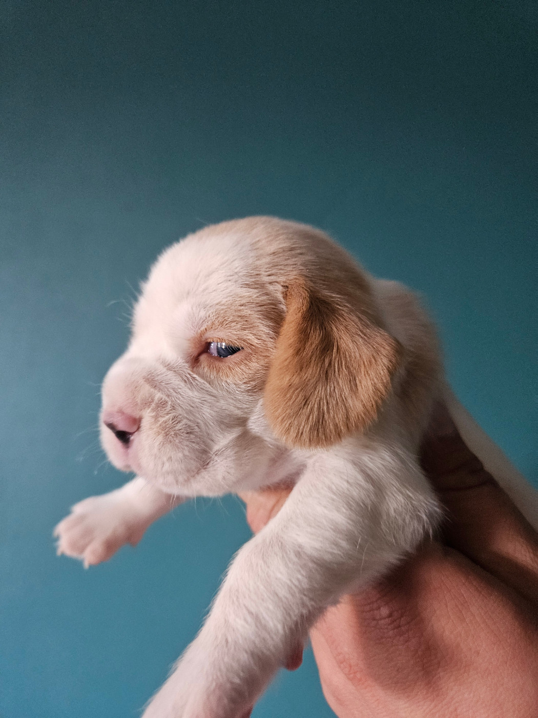 Des Courants De La Selle - Chiots disponibles - Beagle