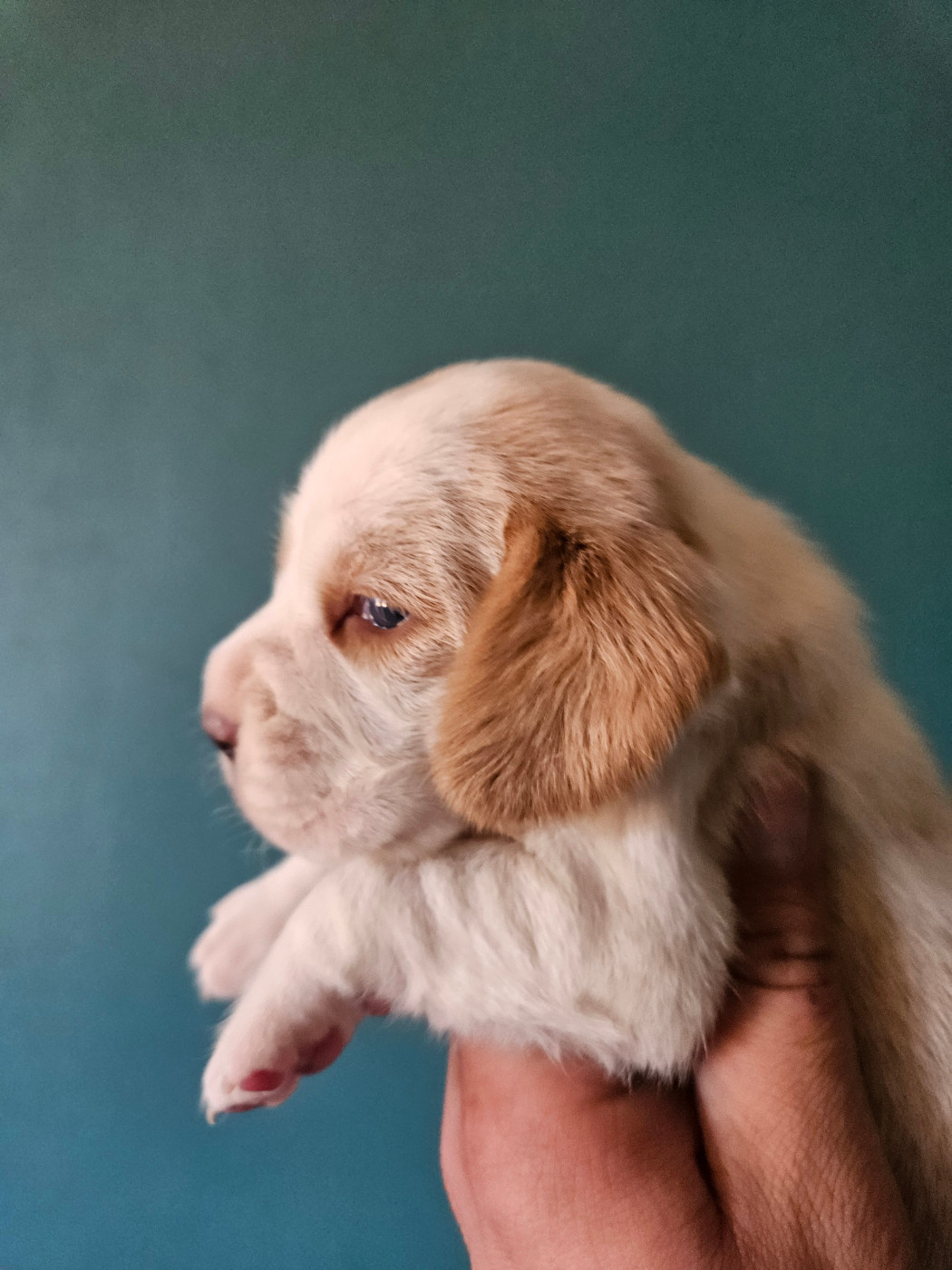 Des Courants De La Selle - Chiots disponibles - Beagle
