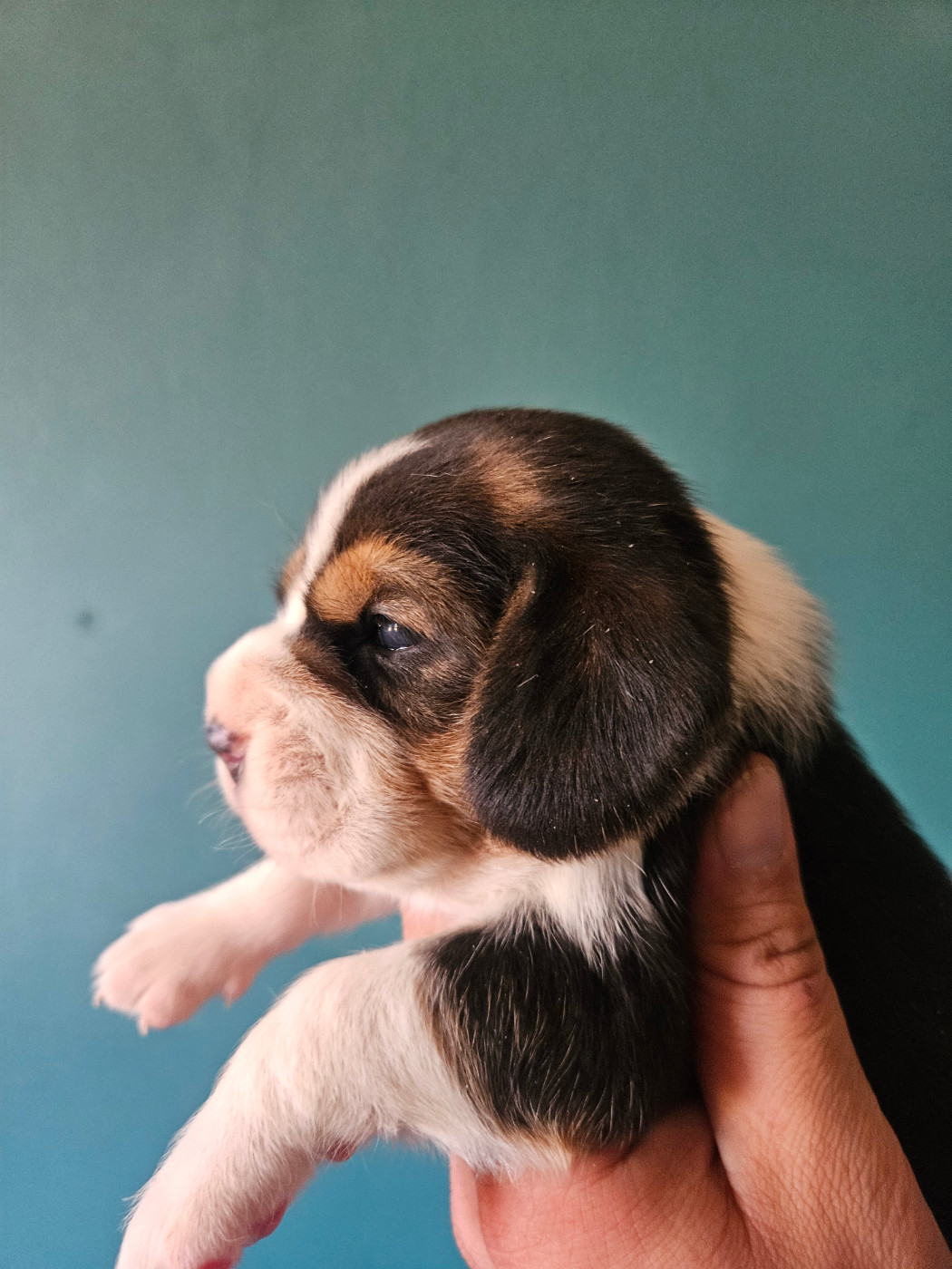 Des Courants De La Selle - Chiots disponibles - Beagle