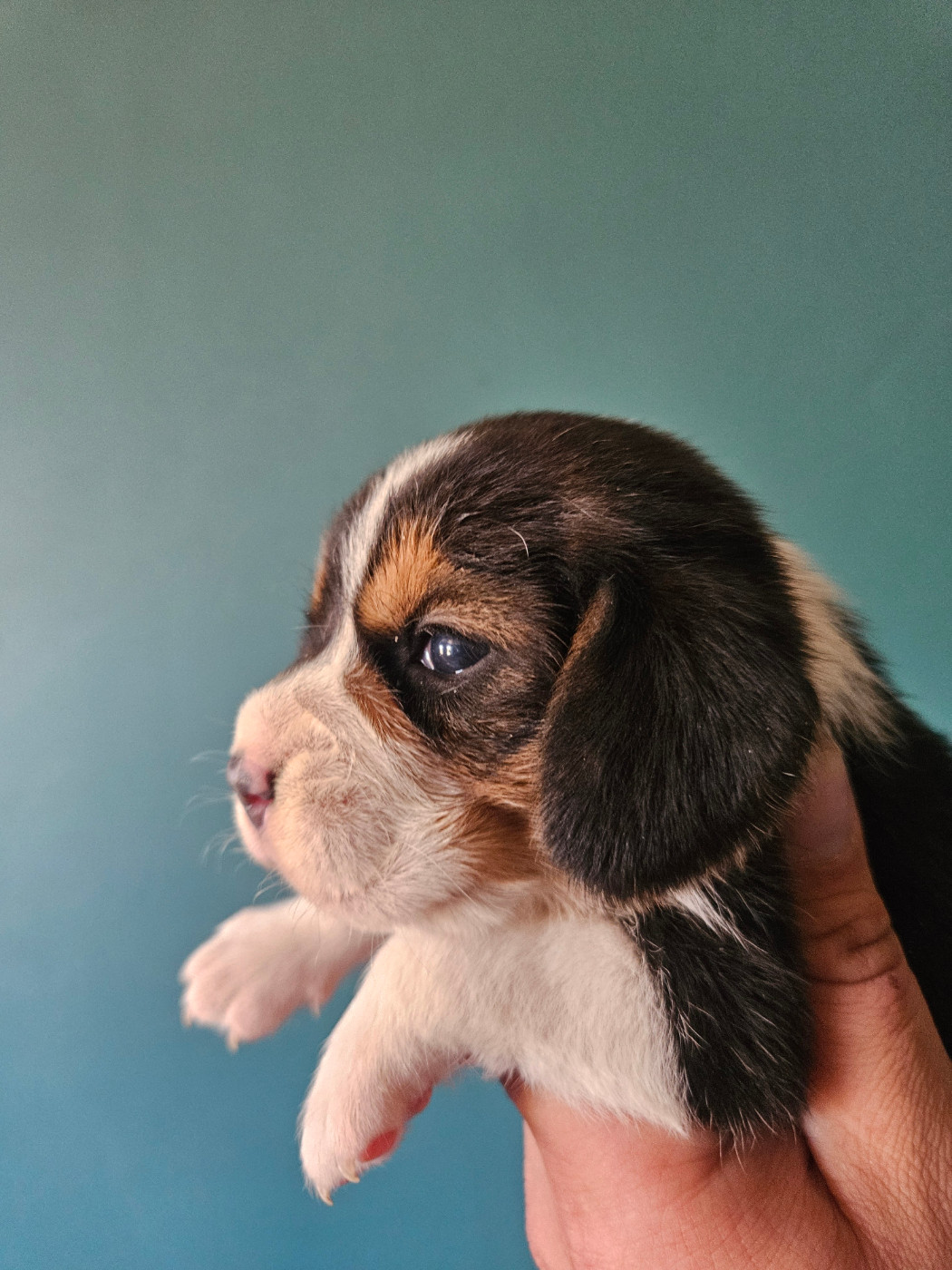 Des Courants De La Selle - Chiots disponibles - Beagle