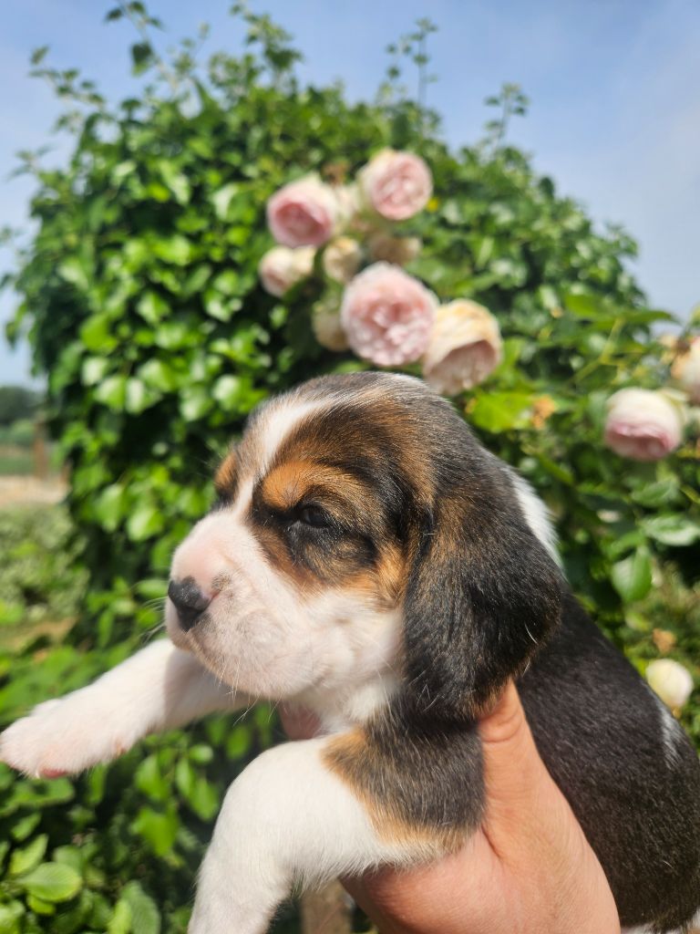 Des Courants De La Selle - Chiots disponibles - Beagle