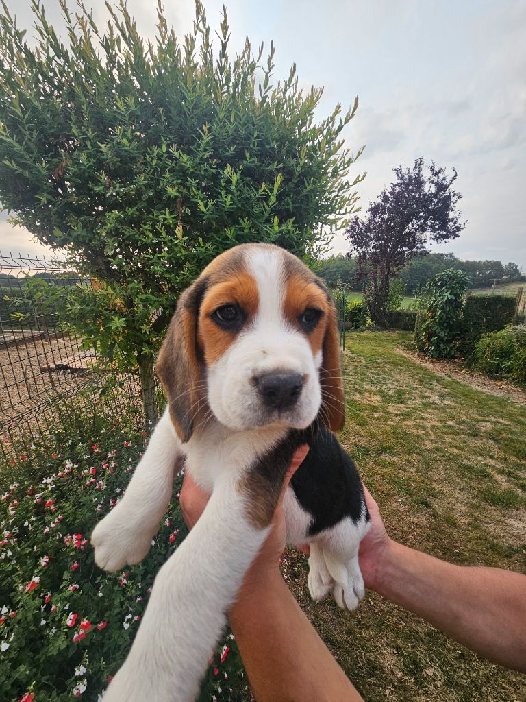 Des Courants De La Selle - Chiots disponibles - Beagle