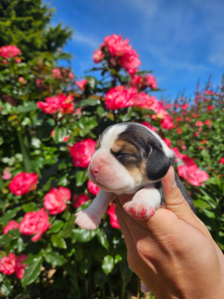 Des Courants De La Selle - Chiots disponibles - Beagle