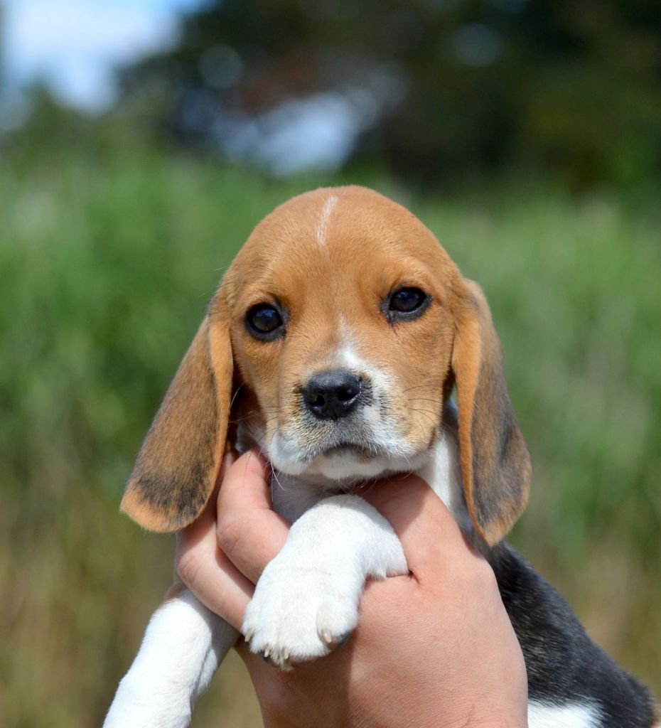 Des Courants De La Selle - Chiots disponibles - Beagle