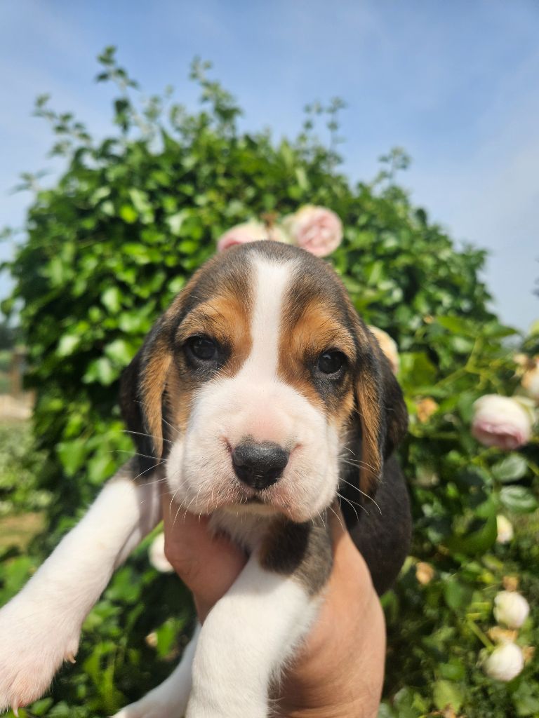 Des Courants De La Selle - Chiots disponibles - Beagle