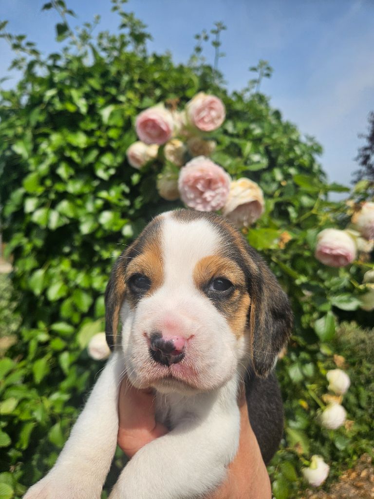 Des Courants De La Selle - Chiots disponibles - Beagle