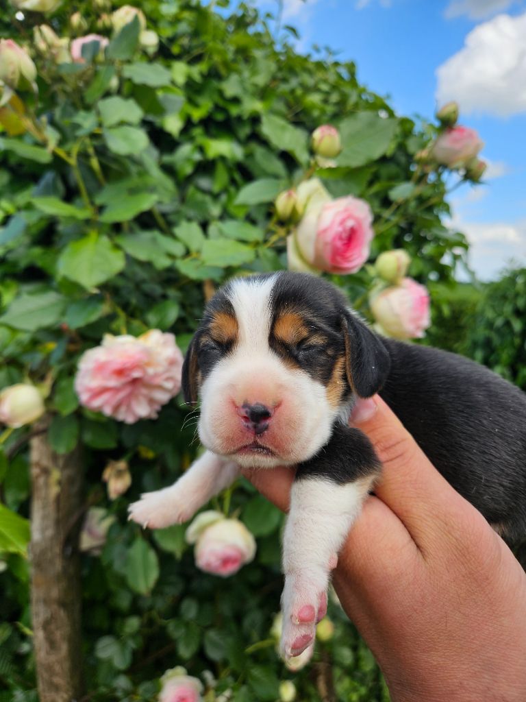 Des Courants De La Selle - Chiots disponibles - Beagle