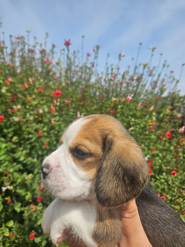 Des Courants De La Selle - Chiots disponibles - Beagle