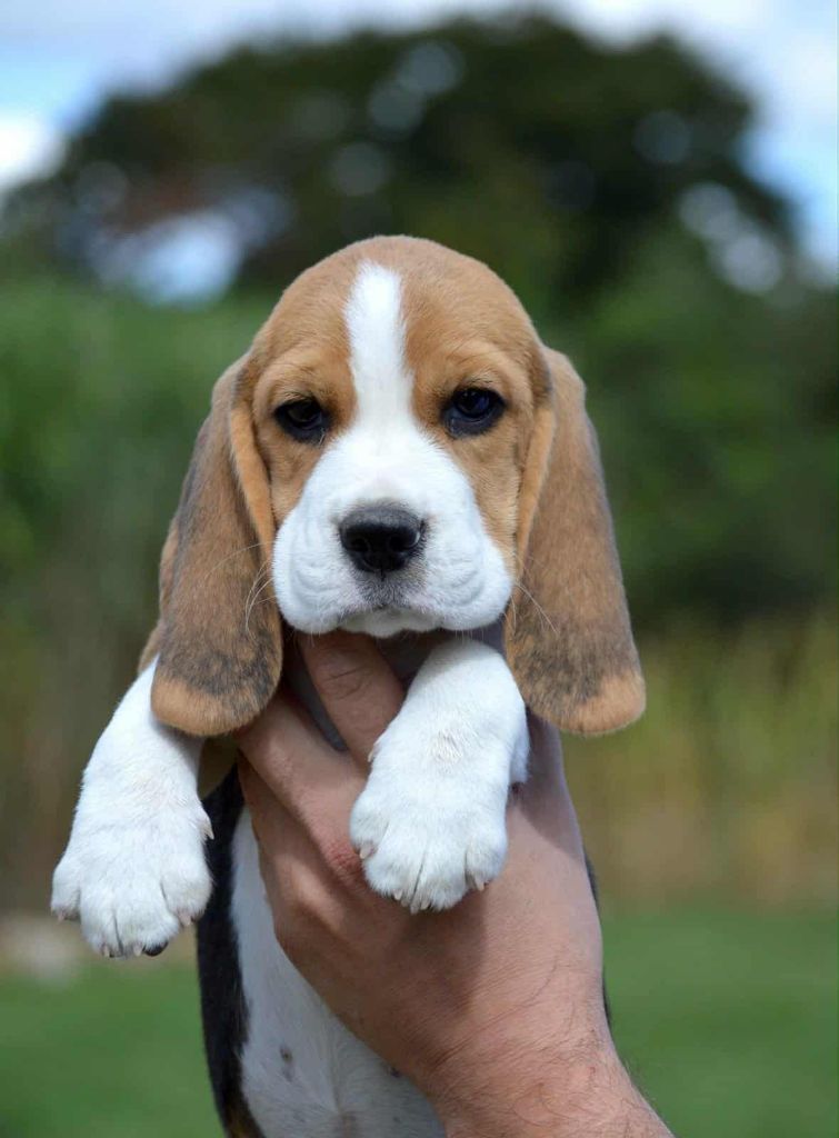 Des Courants De La Selle - Chiots disponibles - Beagle