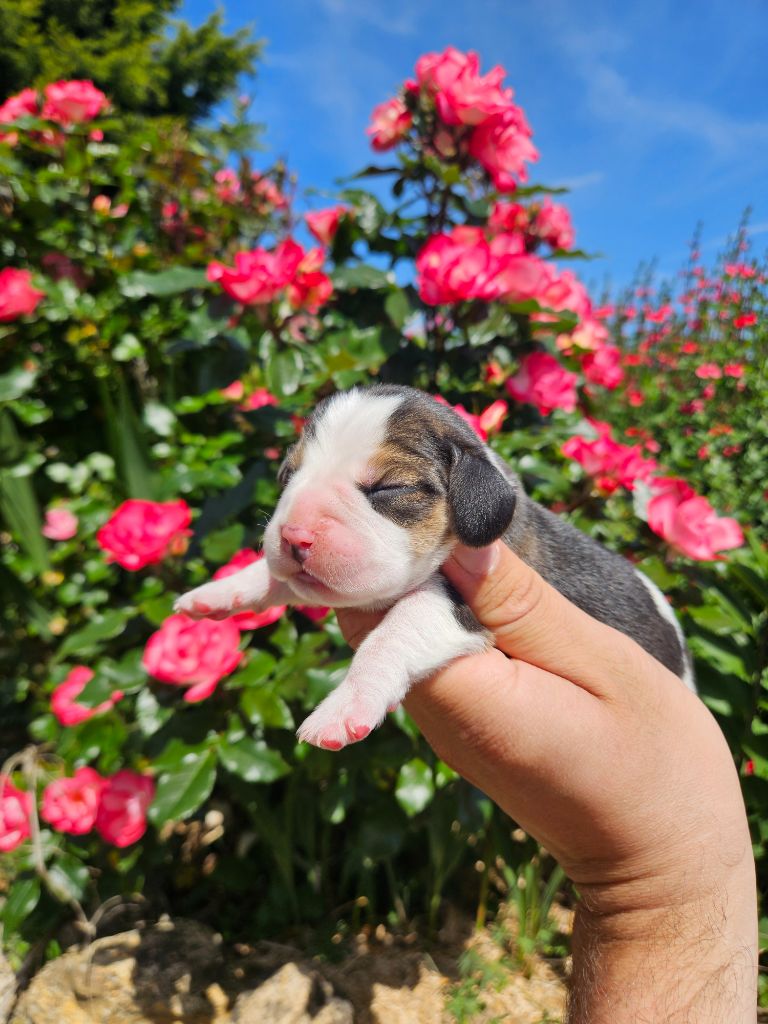 Des Courants De La Selle - Chiots disponibles - Beagle