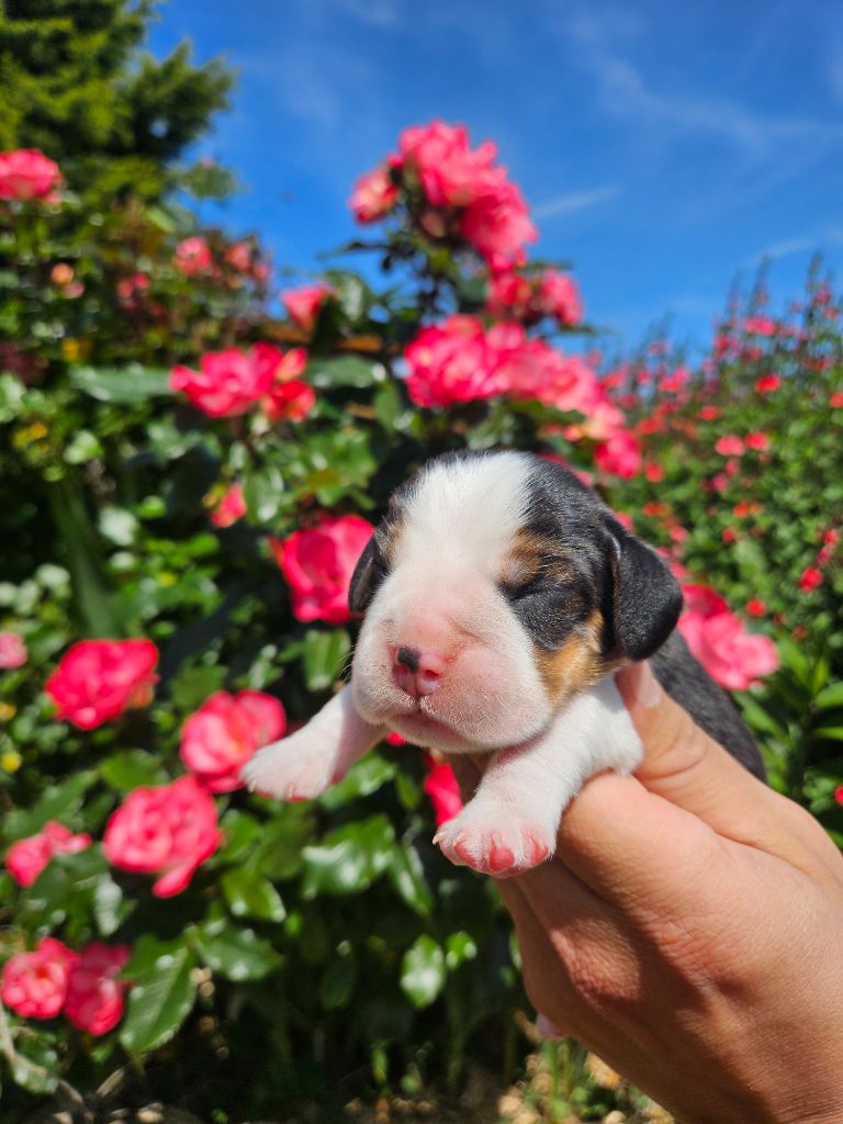 Des Courants De La Selle - Chiots disponibles - Beagle