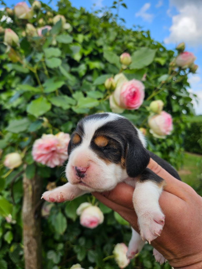 Des Courants De La Selle - Chiots disponibles - Beagle