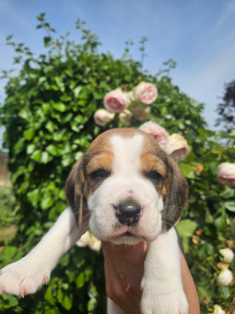 Des Courants De La Selle - Chiots disponibles - Beagle