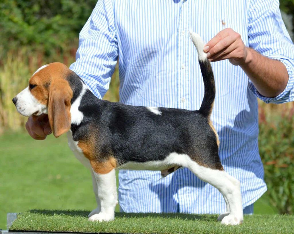 Des Courants De La Selle - Chiots disponibles - Beagle