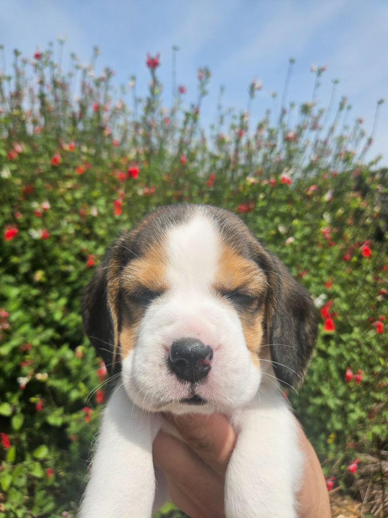 Des Courants De La Selle - Chiots disponibles - Beagle