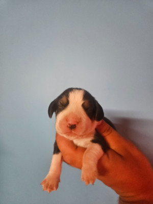 CHIOT 5