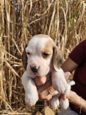 CHIOT 1