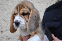 CHIOT