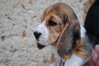 CHIOT