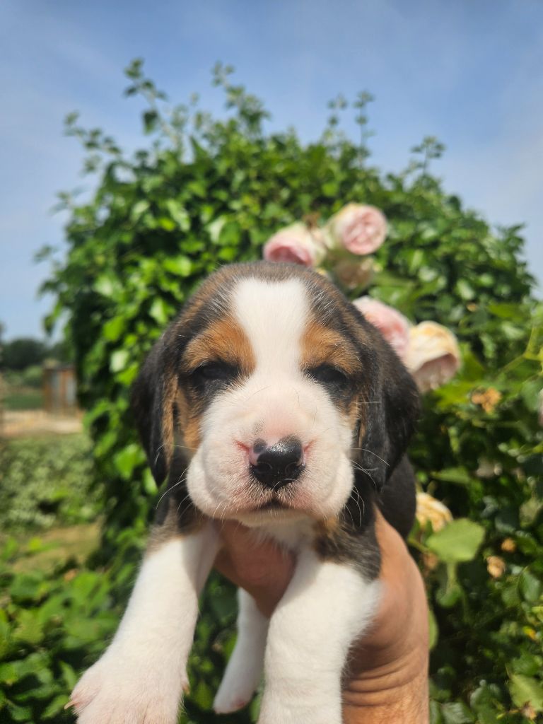 Des Courants De La Selle - Chiots disponibles - Beagle