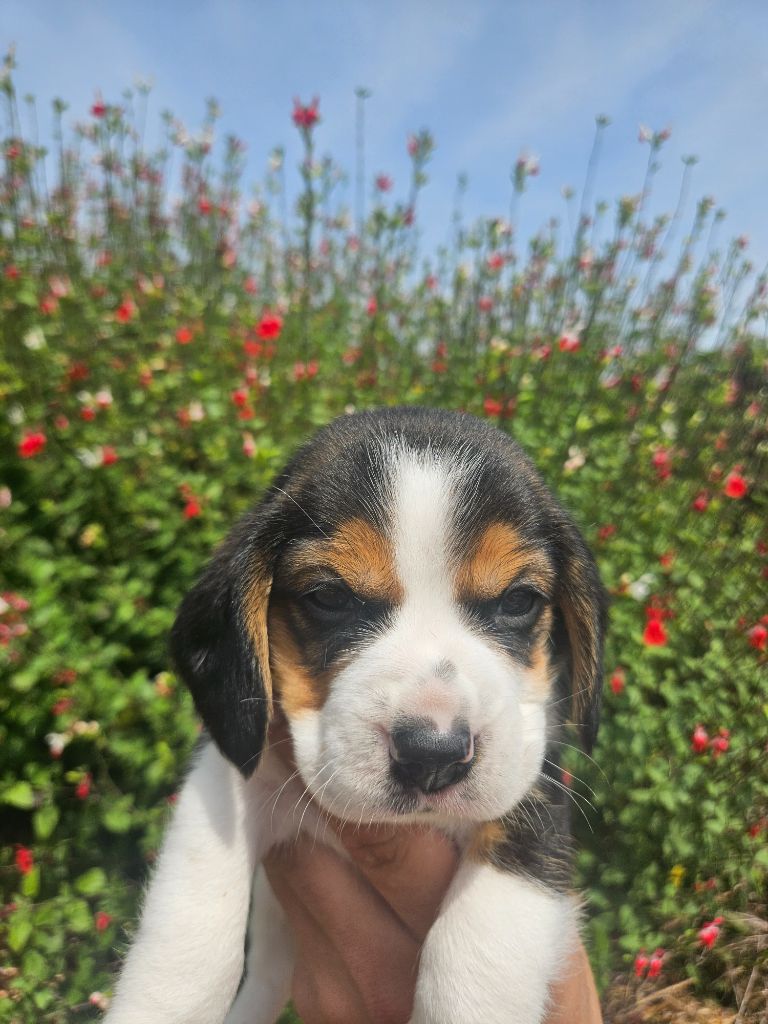 Des Courants De La Selle - Chiots disponibles - Beagle