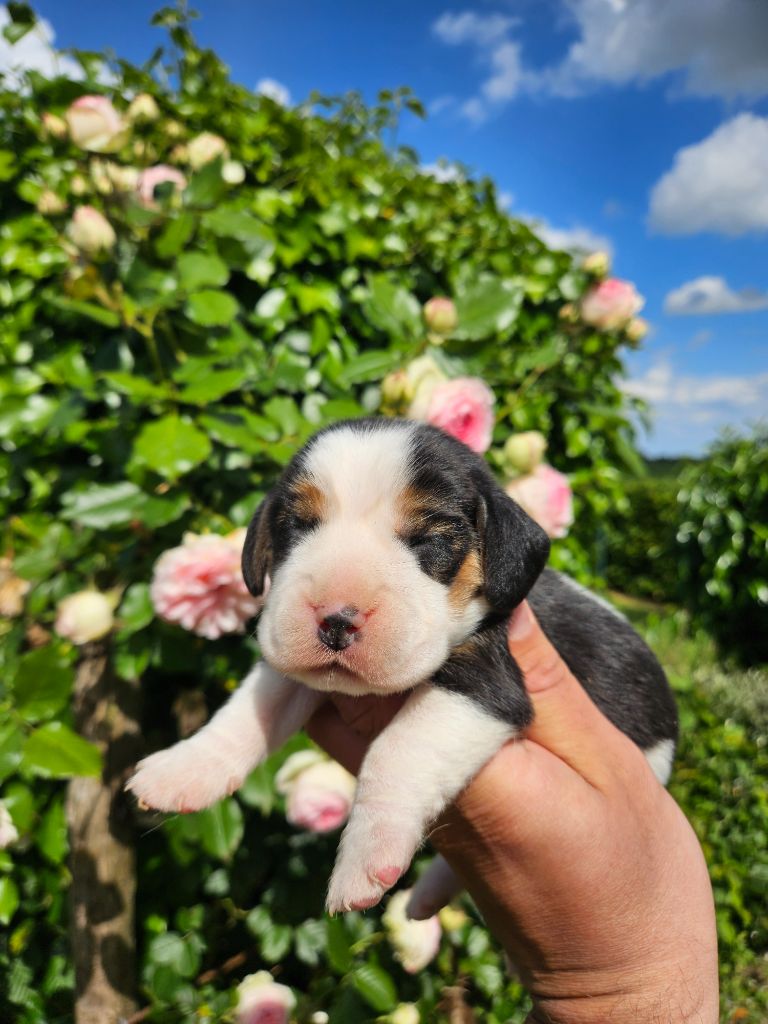 Des Courants De La Selle - Chiots disponibles - Beagle