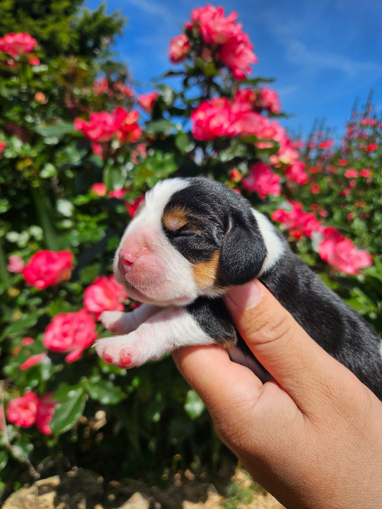Chiot Beagle Des Courants De La Selle