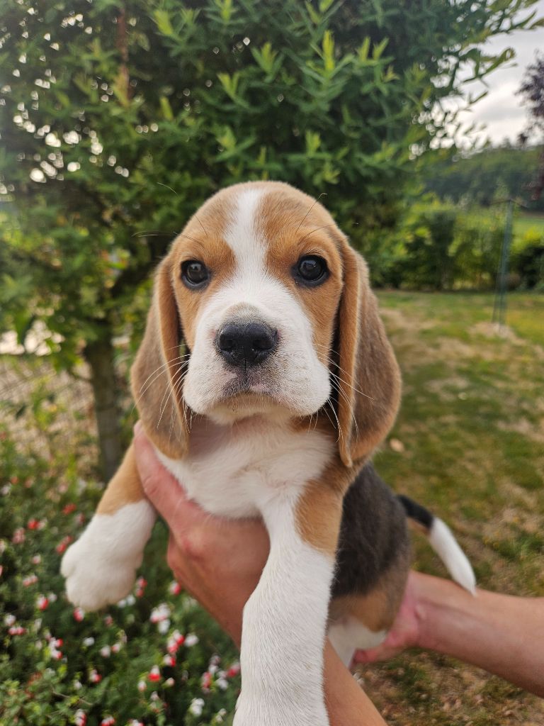 Des Courants De La Selle - Chiots disponibles - Beagle
