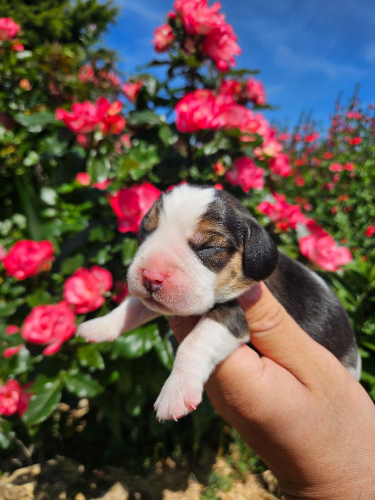 Des Courants De La Selle - Chiots disponibles - Beagle