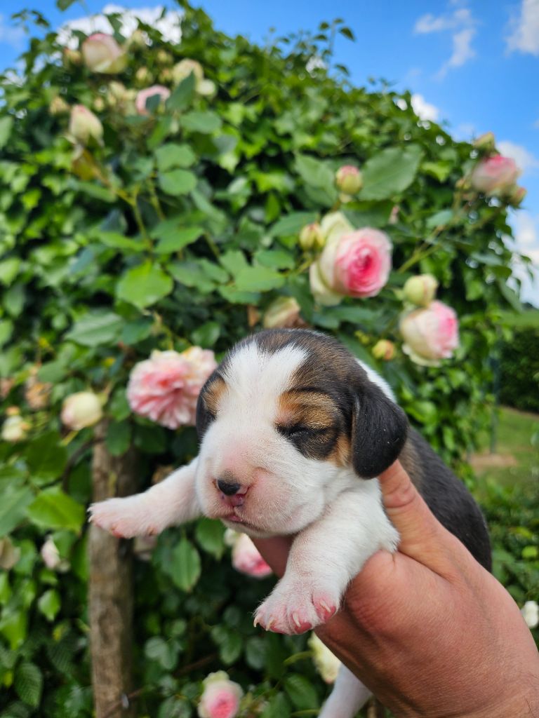Des Courants De La Selle - Chiots disponibles - Beagle