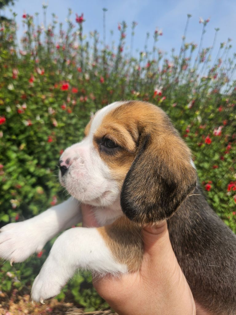 Des Courants De La Selle - Chiots disponibles - Beagle