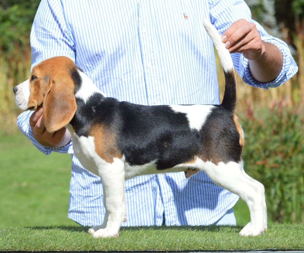Des Courants De La Selle - Chiots disponibles - Beagle